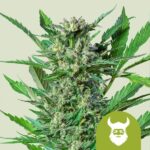 Royal Dwarf autoflower seeds from Royal Queen Seeds.