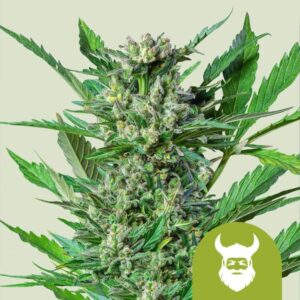 Royal Dwarf autoflower seeds from Royal Queen Seeds.