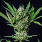Royal Dwarf Autoflowering 3 seeds - Image 2