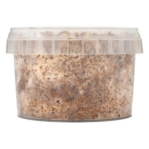 Growkit Psilocybe Azurescens 280ml